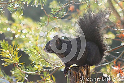 Black squirrel and sparkling droplets Stock Photo