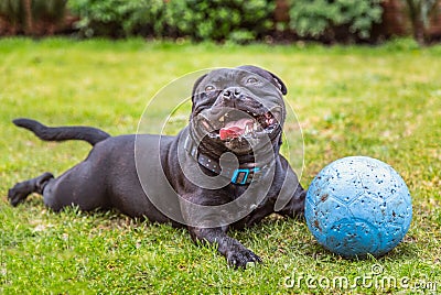 Black Staffordshire Bull Terrier dog lying on grass outside, panting and smiling after playing with his rubber ball Stock Photo