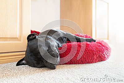 Black Staffordshire Bull Terrier dog lying on a soft fluffy bed placed between cupboards on a carpet floor. Stock Photo