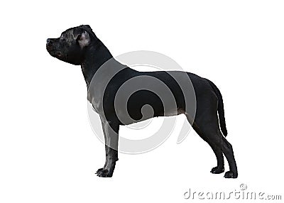Black Staffordshire Bull Terrier stand isolated Stock Photo