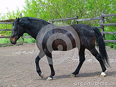 Black Stallion Stock Photo