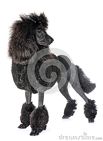 Black standard poodle Stock Photo