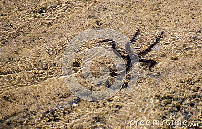 Black Starfish in the sea, low tide. Stock Photo