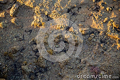 Black starfish in sea water Stock Photo