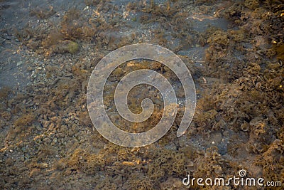 Black starfish in sea water Stock Photo