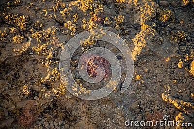 Black starfish in sea water Stock Photo