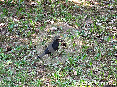 A black Starling with a yellow beak sits on the grass in the Park on a spring day Stock Photo