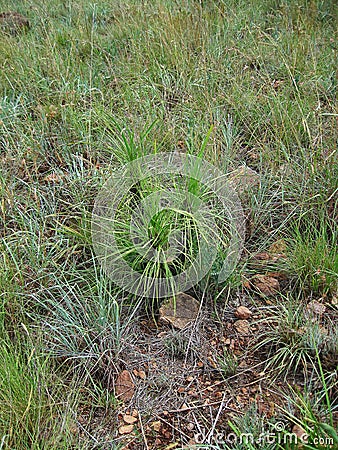 BLACK STICK LILY WITH LONG GREEN LEAVES IN GRASSLAND Stock Photo