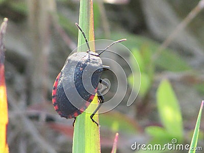 black stinky bug with red tail color resting on a old wild grass leaf Stock Photo