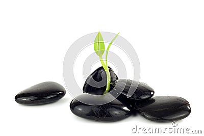 Black stones with young little plant Stock Photo