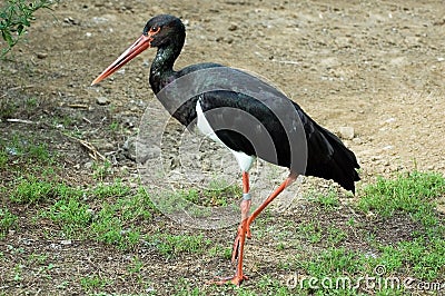 Black stork Stock Photo