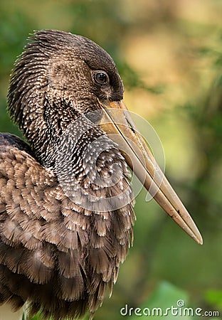 Black stork Ciconia nigra Close up portrait of stork, black fluffy feathers, long brown beak, diffused green background, juvenil Stock Photo