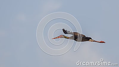 Black Stork In Flight With Open Wings Stock Photo