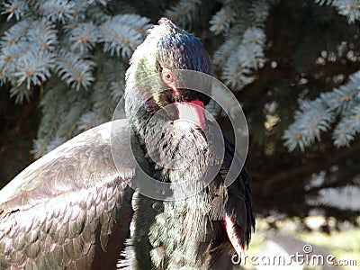 Black Stork closeups Stock Photo