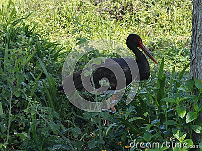 Black stork in the green bush. Stock Photo