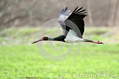 Black stork in natural habitat - Ciconia nigra Stock Photo