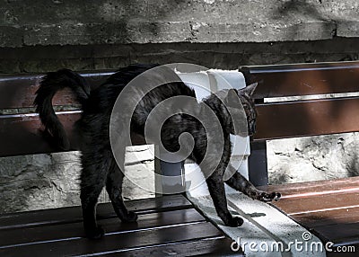 A black stray cat hunched his back, stretching after sleeping on a park bench Stock Photo