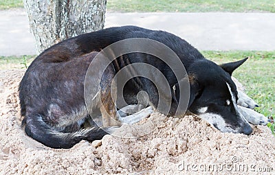 A Black Stray dog sleep on the sand. Stock Photo