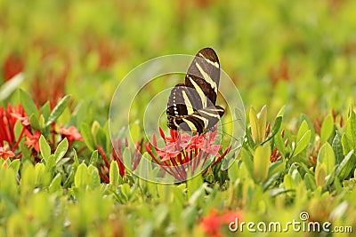 Black striped butterfly, Costa Rica Stock Photo