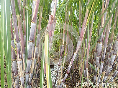 Black sugar cane trees and the small river Stock Photo