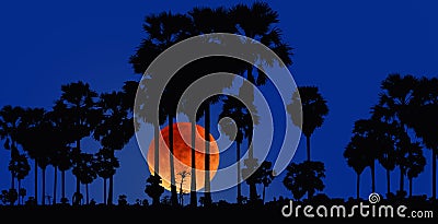 Black sugar palm with big red moon in early evening Stock Photo