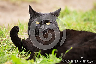 Black surprised cat portrait with funny expression showing tongue. Green grass, nature Stock Photo