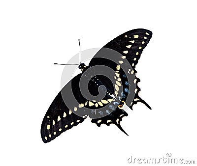 Black Swallowtail butterfly (Papilio polyxenes) Stock Photo