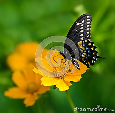 Black Swallowtail butterfly (Papilio polyxenes) Stock Photo