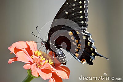 Black swallowtail Editorial Stock Photo