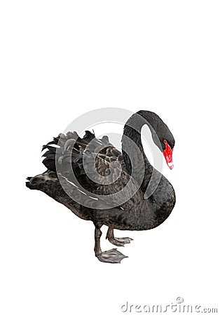 Black Swan Stock Photo