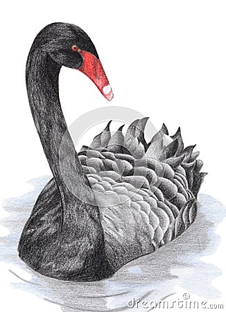 Black Swan Stock Photo