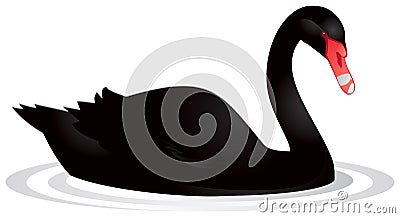 Black swan Vector Illustration