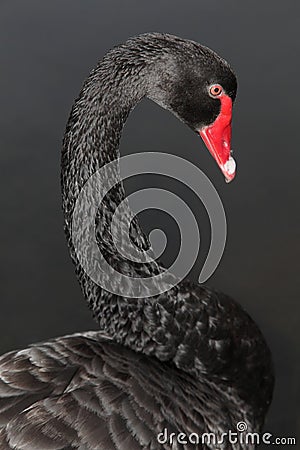 Black Swan Stock Photo