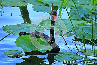 Black swan in the BeiJing Summer Palace, China. Stock Photo