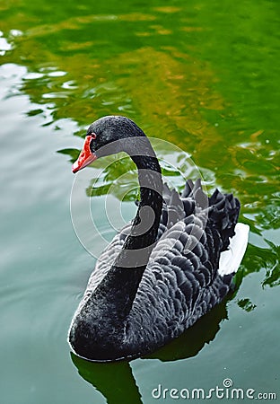 Black swan bird with white flight feathers Stock Photo