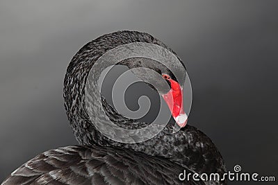 Black Swan composition Stock Photo