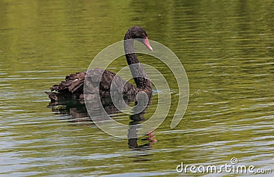 The black swan (Cygnus atratus) Stock Photo