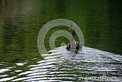 A black swan floating on water Stock Photo