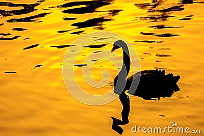 Black swan with golden backgroud Stock Photo