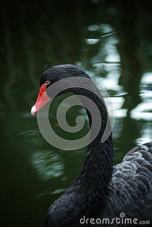 The black swan isolated on the lake Stock Photo