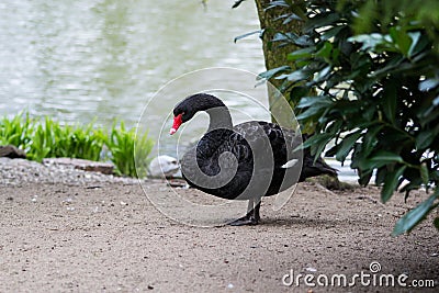 Black swan / Cygnus atratus Stock Photo