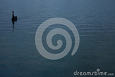 A black swan in a lake in Australia Stock Photo