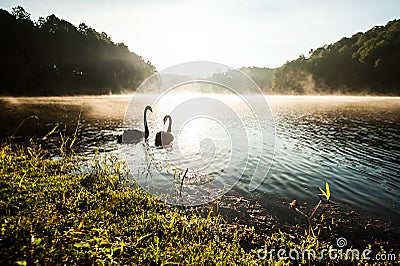 Black swan on lake Stock Photo