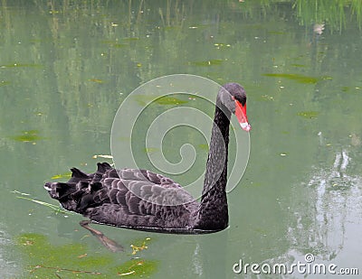 Black swan on the lake Stock Photo