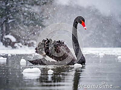 A black swan in a lake, winter and snow Stock Photo