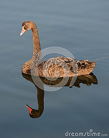 A black swan at Lakes Enterance Stock Photo