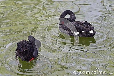 The black swan in the park is mating Stock Photo