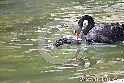 The black swan in the park is mating Stock Photo