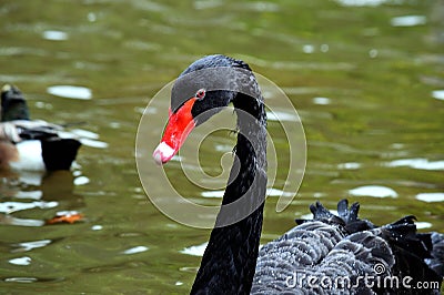 Black Swan. Black swan in the pond. Stock Photo