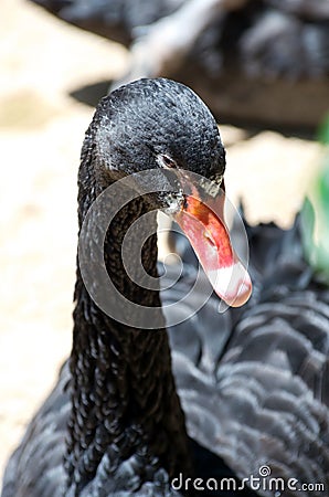 Black Swan Profile Stock Photo